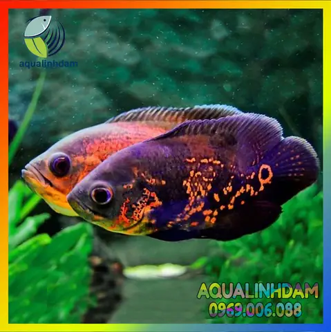 Cá Tai Tượng Châu Phi Cá Tai Tượng Châu Phi