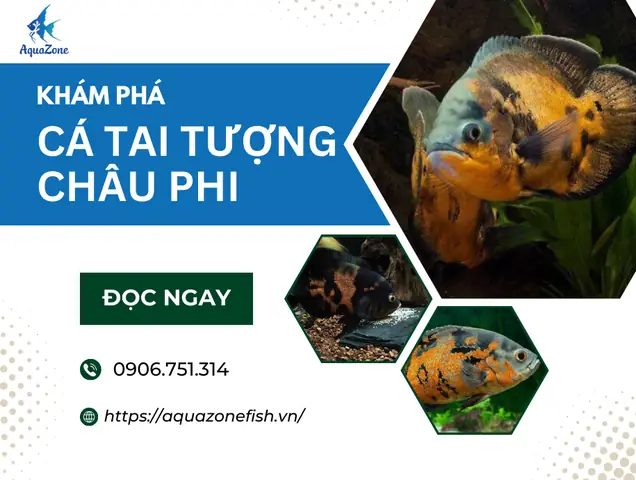 Kinh Nghiệm Nuôi Cá Tai Tượng Châu Phi Khỏe Mạnh - Aquazone ... Kinh Nghiệm Nuôi Cá Tai Tượng Châu Phi Khỏe Mạnh - Aquazone ...