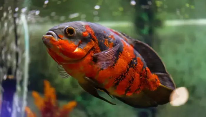 Bảng Giá Cá Tai Tượng Châu Phi Chi Tiết Bảng Giá Cá Tai Tượng Châu Phi Chi Tiết