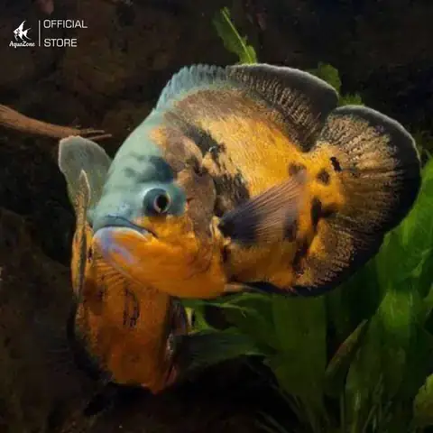 Bệnh Đốm Trắng (ich)