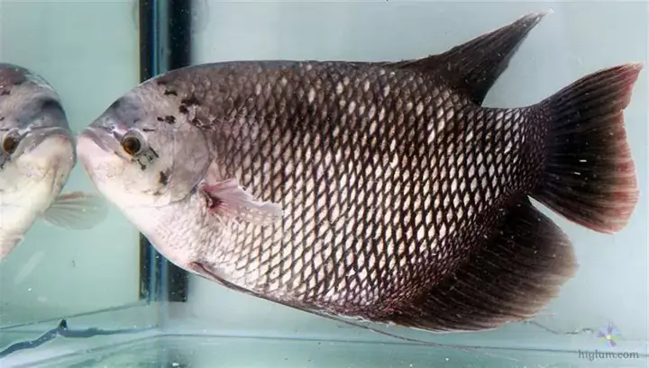 Bán Giống Cá Tai Tượng Tại Tphcm - Trại Cá Uy Tín Chất Lượng