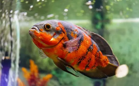 Tổng Quan Về Cá Tai Tượng Châu Phi – Men Vi Sinh Cho Cá Koika