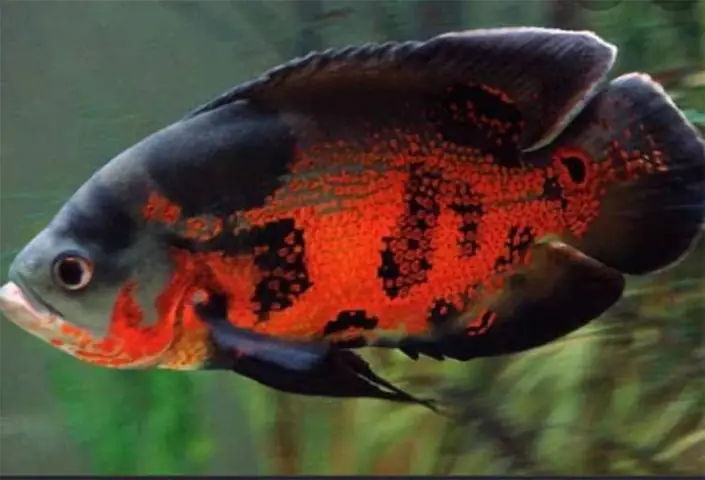 Hậu Giang: Nuôi Cá Tai Tượng Da Beo Cho Thu Thập Cao