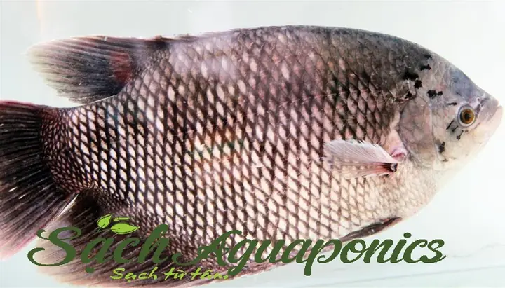 Cá Tai Tượng Giống Nhanh Lớn, Dễ Nuôi - Trại Cá Giống Chất Lượng