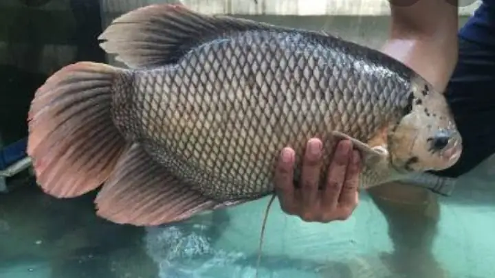 Cá Tai Tượng To Bự, Cá Đặc Sản Miền Tây Nam Bộ, Tỉnh Nào Nuôi ... Cá Tai Tượng To Bự, Cá Đặc Sản Miền Tây Nam Bộ, Tỉnh Nào Nuôi ...