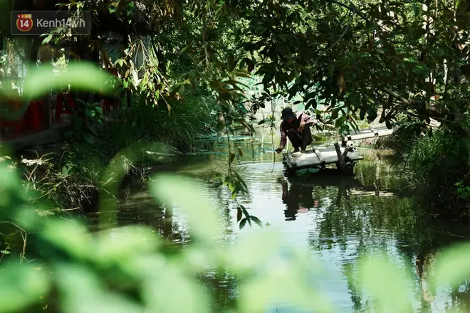 Cá Tai Tượng Trắng