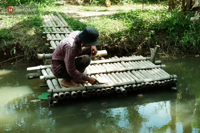 Cá Tai Tượng Trắng