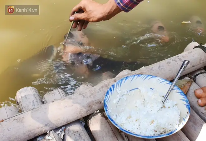 "cá Này Nó Cũng Giống Như Người Ta, Mỗi Con Ăn Cái Tính Khác Nhau. Con Thì Ăn Lanh, Chụp Giật, Con Thì Điềm Đạm, Như Con Này Nè", Anh Chiến Vừa Nói Vừa Đút Từng Muỗng Cơm Cho Đàn Cá Của Mình Ở Dưới Ao.