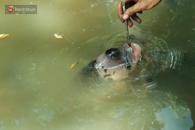 "cá Này Nó Cũng Giống Như Người Ta, Mỗi Con Ăn Cái Tính Khác Nhau. Con Thì Ăn Lanh, Chụp Giật, Con Thì Điềm Đạm, Như Con Này Nè", Anh Chiến Vừa Nói Vừa Đút Từng Muỗng Cơm Cho Đàn Cá Của Mình Ở Dưới Ao.