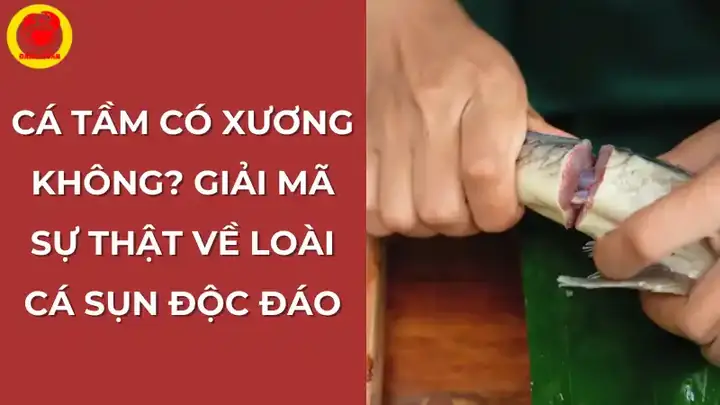 Cá Tầm Có Xương Không? - Vựa Cua Đăng Quân