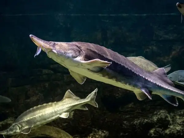 Nguồn Gốc Của Trứng Cá Tầm