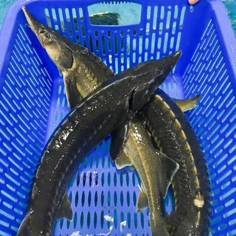 Cá Tầm – 37.000₫ | Bảo Quản Đúng & Chế Biến Ngon Cá Tầm – 37.000₫ | Bảo Quản Đúng & Chế Biến Ngon