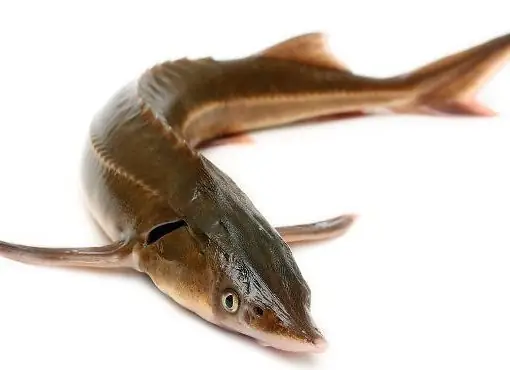 Cá Tầm Tiếng Anh Là Gì