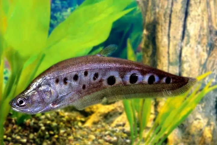 Kỹ Thuật Chăm Sóc Thát Lát Cườm Từng Giai Đoạn