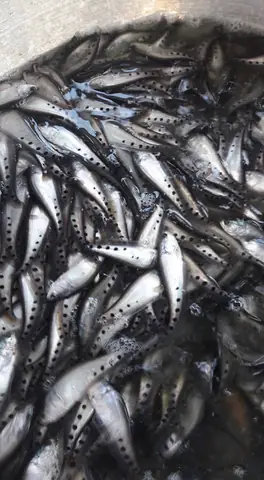 Cá Thác Lác Cườm Giống Dễ Nuôi, Thích Nghi Tốt Mọi Môi Trường Cá Thác Lác Cườm Giống Dễ Nuôi, Thích Nghi Tốt Mọi Môi Trường