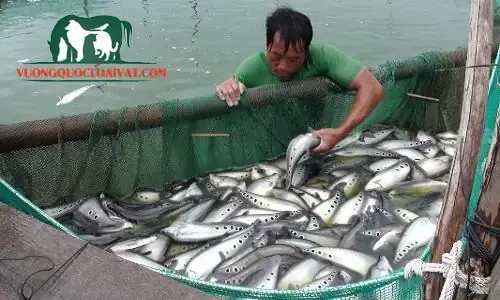 Giá Cá Thác Lác Hiện Nay