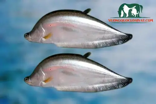 Giá Cá Thác Lác Hiện Nay