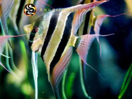 Cá Thần Tiên Ai Cập - Vi Sinh Cá Cảnh Aquarium Care
