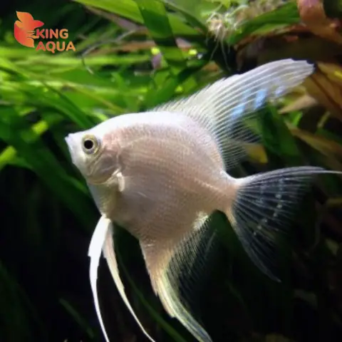 Cá Thần Tiên Cá Thần Tiên