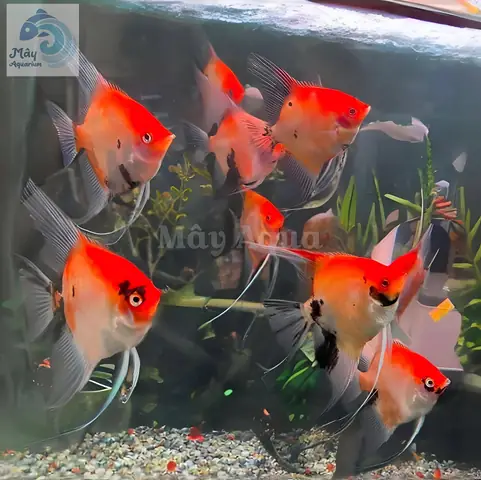 Thần Tiên Koi Red Sz To – Mayaqua Thần Tiên Koi Red Sz To – Mayaqua