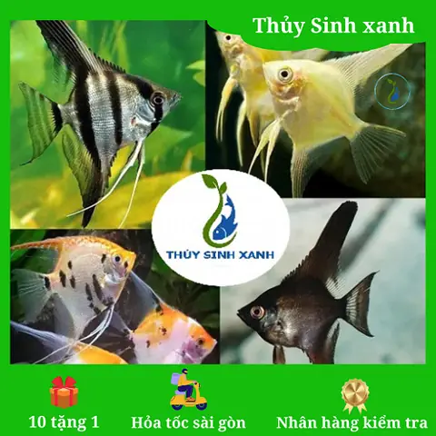 Cá Thần Tiên Mini Nhiều Màu | Mua 10 Tặng 1 - Shop Thủy Sinh Xanh Cá Thần Tiên Mini Nhiều Màu | Mua 10 Tặng 1 - Shop Thủy Sinh Xanh