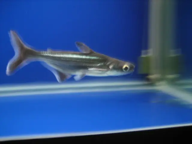 Cá Mập Cảnh Và Cá Thành Cát Tư Hãn Cá Mập Cảnh Và Cá Thành Cát Tư Hãn