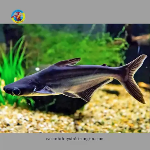 Cá Thành Cát Tư Hãn - Cá Cảnh Thủy Sinh Trung Tín Cá Thành Cát Tư Hãn - Cá Cảnh Thủy Sinh Trung Tín