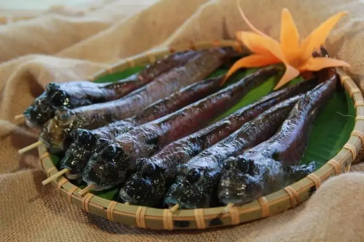 Giá Trị Dinh Dưỡng Từ Cá Thòi Lòi Biển Giá Trị Dinh Dưỡng Từ Cá Thòi Lòi Biển