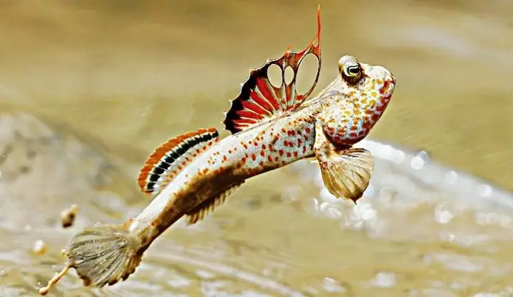 Tìm Hiểu Loài Cá Miền Tây Kì Lạ Bậc Nhất Có Thể Chạy Nhảy Trên Cạn