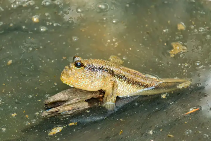 Kỳ Lạ Loài Cá Biết Leo Cây: Khám Phá Đời Sống Của Cá Thòi Lòi