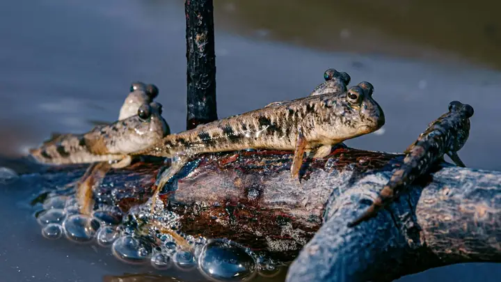 Cá Thòi Lòi Là Cá Gì? Gợi Ý Cách Chế Biến Cá Thòi Lòi Ngon Miệng