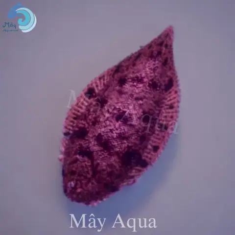 Cá Bơn Nước Ngọt – Mayaqua