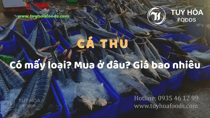 Cá Thu Có Mấy Loại? Mua Ở Đâu? Giá Bao Nhiêu - Tuy Hòa Foods