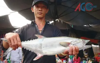 An Giang: “săn” Cá Thu Nước Ngọt – Tạp Chí Thủy Sản Việt Nam