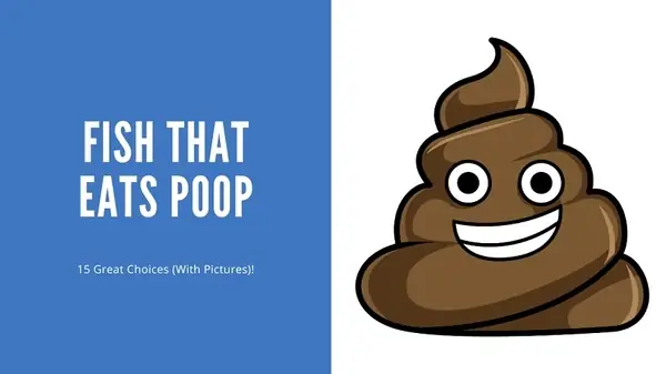 Cá Ăn Phân - Liệu Có Loài Cá Nào Ăn Phân Không? Cá Ăn Phân - Liệu Có Loài Cá Nào Ăn Phân Không?