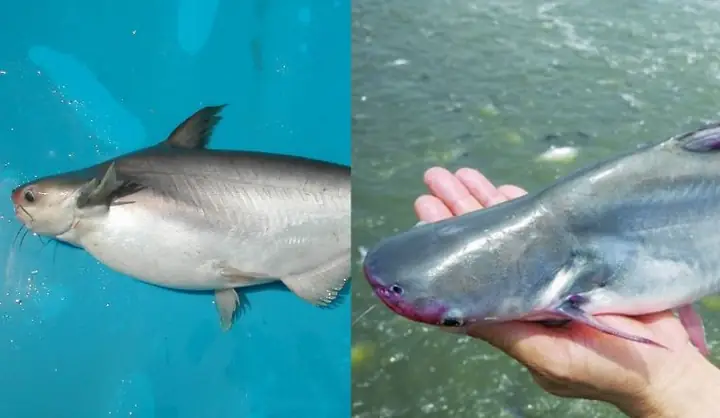 Cách Phân Biệt Cá Basa Và Cá Tra, Món Ngon Từ Cá Basa Cách Phân Biệt Cá Basa Và Cá Tra, Món Ngon Từ Cá Basa