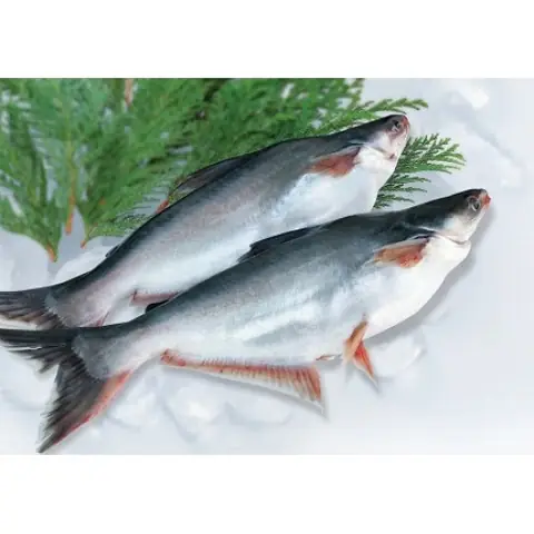 Cá Tra Tiếng Anh Là Gì Cá Tra Tiếng Anh Là Gì