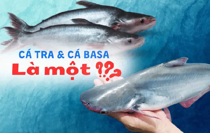 Giải Mã Sự Thật Cá Tra Và Cá Basa Có Phải Là Một - Nam Sài Gòn ...