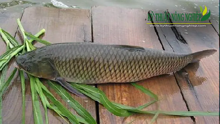 Kỹ Thuật Nuôi Cá Trắm Cỏ Trong Ao - Báo Nam Định Điện Tử