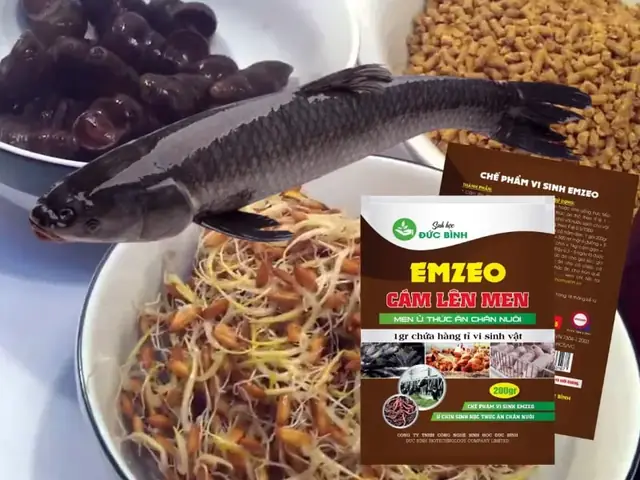 Cá Trắm Đen Ăn Gì? Cách Làm Mồi Câu Cá Trắm Đen Cực Nhậy