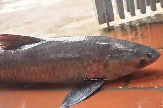 Cá Trắm Đen Thích Mùi Gì? Giải Mã Sở Thích Mồi Câu Hiệu Quả ...