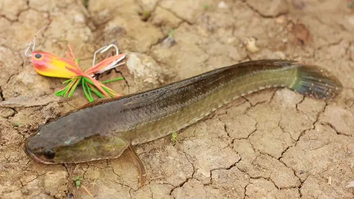 Cá Tràu: Đặc Điểm, Lợi Ích Và Một Số Lưu Ý Khi Sử Dụng