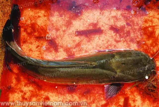 Cá Trê Ăn Gì Để Nhanh Lớn Và Khỏe Mạnh Nhất? - Aquatech