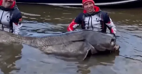 Cá Trê Khổng Lồ Gần 3 Mét Khiến Hai Cần Thủ 'vật Lộn' Trong Hồ