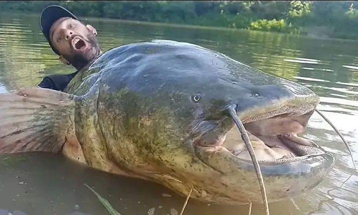 Câu Được Cá Trê Khổng Lồ Dài 2,6 Mét Và Nặng 113 Kg - Báo Vnexpress