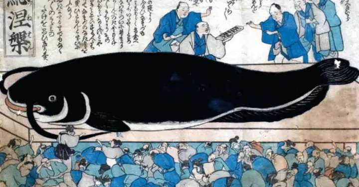 Namazu: Cá Trê Khổng Lồ Gây Ra Động Đất Tại Nhật Bản | Kilala