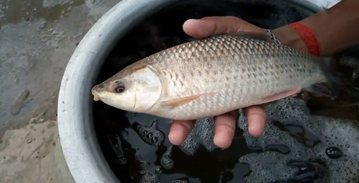 Phát Huy Thế Mạnh Cá Trôi Ấn Độ Phát Huy Thế Mạnh Cá Trôi Ấn Độ