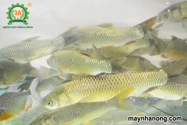 Thức Ăn Cho Cá Trôi Ấn Độ - Dây Chuyền Thiết Bị Máy Móc Nông ... Thức Ăn Cho Cá Trôi Ấn Độ - Dây Chuyền Thiết Bị Máy Móc Nông ...