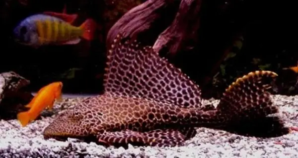 Kỹ Thuật Nuôi Cá Tỳ Bà Beo Kỹ Thuật Nuôi Cá Tỳ Bà Beo