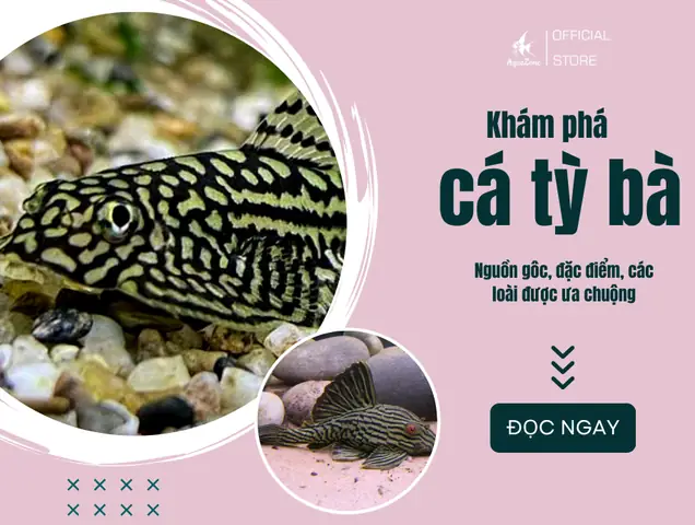 Cá Tỳ Bà - Nguồn Gốc, Đặc Điểm Và Cách Nuôi Cá Khỏe Mạnh ...